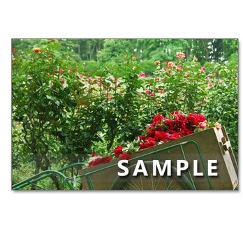 1018）「華やかなバラたち　1018」　　5枚組ポストカードの画像