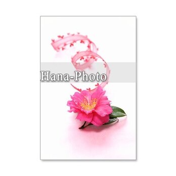 1030）「山茶花の花」　　　5枚組ポストカードの画像