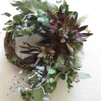 happy new year-wreath(リューカデンドロン）の画像