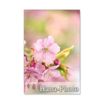 1040）「桜・・・5種類のさ・く・ら」　　5枚組ポストカードの画像