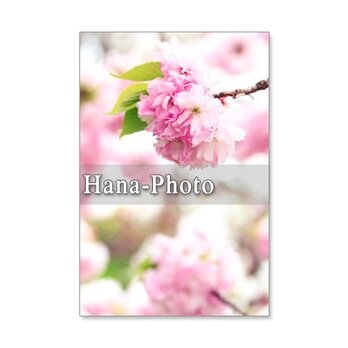 1036）桜と梅　美しい日本の春！　　　5枚組ポストカードの画像