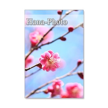 1035）梅、花桃、桜　春の花勢ぞろい　　　5枚組ポストカードの画像