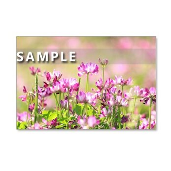 1037）「懐かしく、清楚な野原の花たち」　　5枚組ポストカードの画像