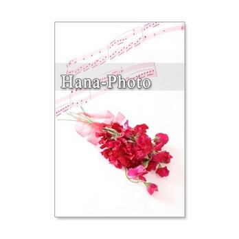 1044）「赤いスイトピー」  5枚組ポストカードの画像
