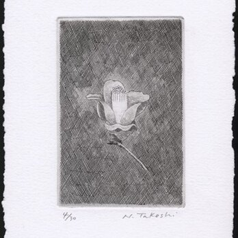 椿・2011A / 銅版画 (額なし）の画像