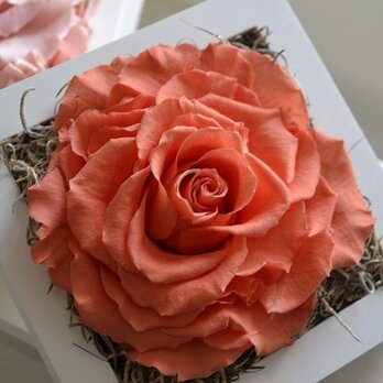 Rose gift oの画像