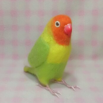 リアルサイズ　 ボタンインコ ヤマブキボタンインコ 羊毛フェルト　受注作成　うちの子オーダー可能　メモリアル　の画像