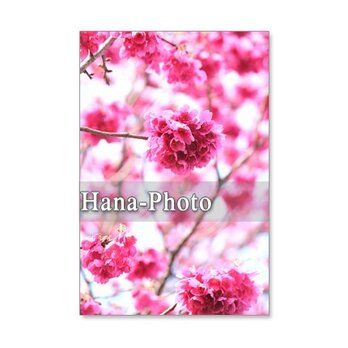 1053）緋寒桜と河津桜　5枚組ポストカードの画像