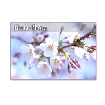 1054）ソメイヨシノと里桜カンザン　5枚組ポストカードの画像