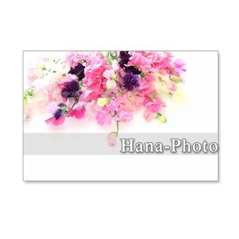 1055）ピンクの愛らしいスイトピー　　5枚組ポストカードの画像