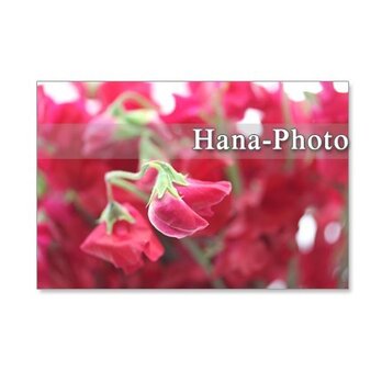 1057）聖子さんの赤いスイトピー　　5枚組ポストカードの画像