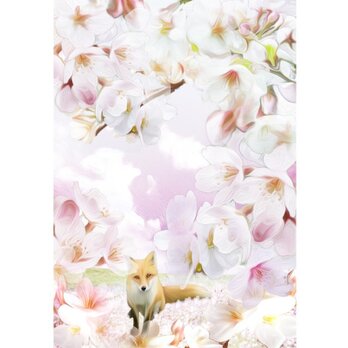 桜　２Lサイズ　の画像