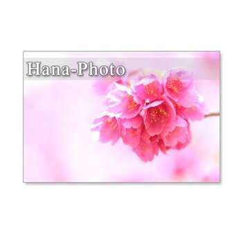 1070）緋寒桜の美しいアップ　　5枚組ポストカードの画像