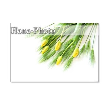 1072）花麦とチューリップ　爽やかな黄色の春　　　ポストカード５枚セットの画像