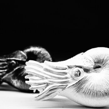 nautilusの画像