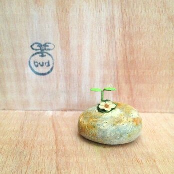 654.bud 石ころの隙間から