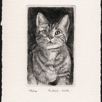 見つめる子猫 / 銅版画 (作品のみ）の画像