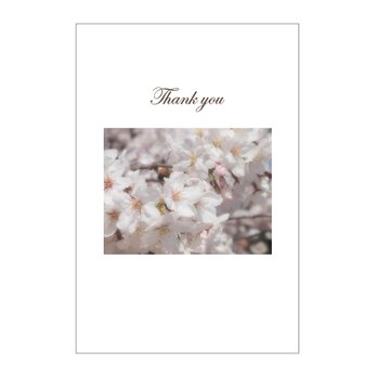桜の39cardの画像