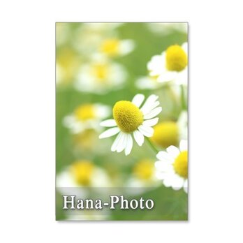 1082)ハーブカモミールのセット　 ポストカード5枚組の画像