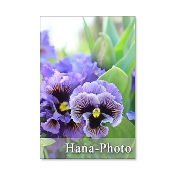 1083)　フリフリパンジーとチューリップなど春の花　　ポストカード5枚組の画像