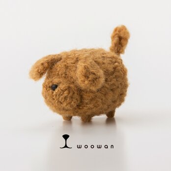 woowan【toy poodle】の画像