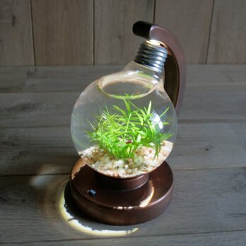 bulb terrarium ball [cool]の画像