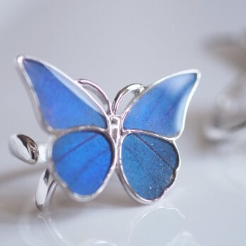 モルフォ蝶のSilverリングの画像