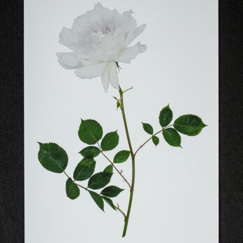 バラのポストカード　ガブリエルの画像