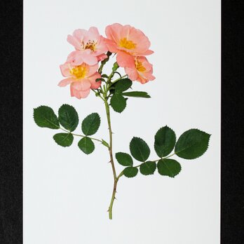 バラのポストカード　レイチェル・ボウズ・ライアンの画像