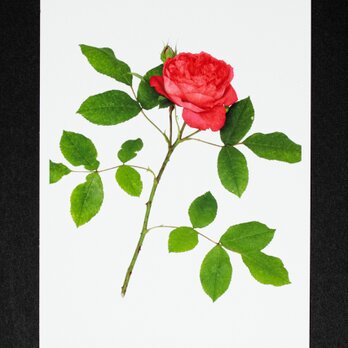 バラのポストカード　ベンジャミン・ブリテンの画像
