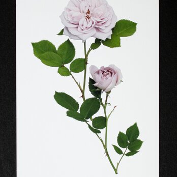 バラのポストカード　アッシュ・ウェンズデー　の画像