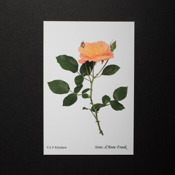 バラのポストカード　スーブニール・ド・アンネ・フランク　の画像