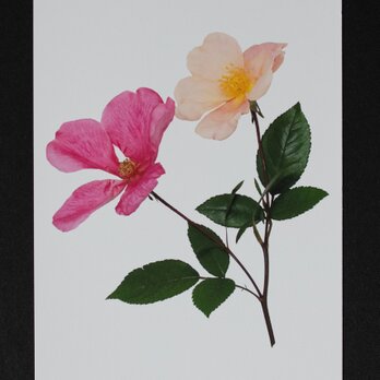 バラのポストカード　ムタビリスの画像