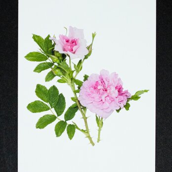 バラのポストカード　ミセス・ドリーン・パイクの画像