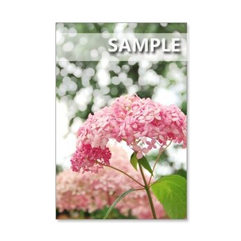 1093) ピンクアナベル、渦紫陽花、赤の紫陽花など　ポストカード5枚組　の画像