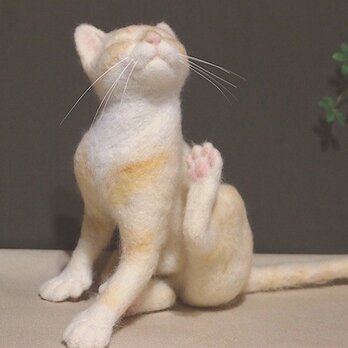 Hemingway cat パンプキンの画像