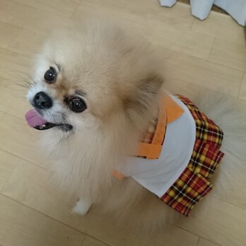 犬服セーラー服の画像