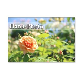 1115) 美しいバラ　　　ポストカード５枚組の画像