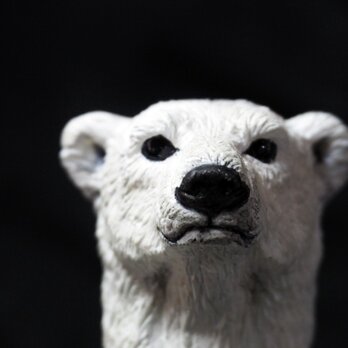 Polar Bear【シロクマ】の画像