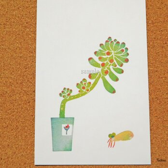 ポストカード 001「多肉植物 乙女心」（プリント3点セット）　の画像