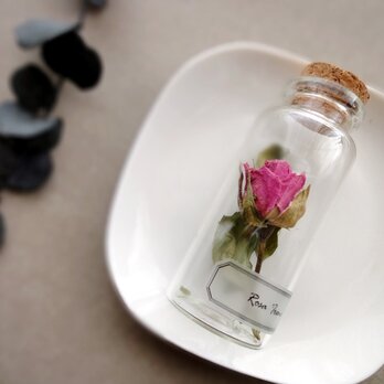 植物標本　Botanical Collection■No.R-1 バラ アイリーンの画像