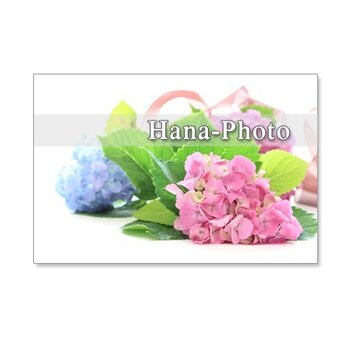 1134)　紫陽花　ピンクとブルー　　ポストカード5枚組の画像