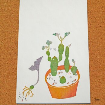 ポストカード 002「多肉植物 七宝樹錦」（プリント3点セット）の画像