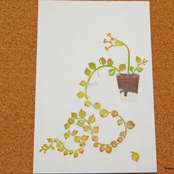 ポストカード 003「多肉植物 グリーンネックレス」（プリント3点セット）の画像