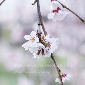 フォトパネル＊【桜が咲いたら】の画像