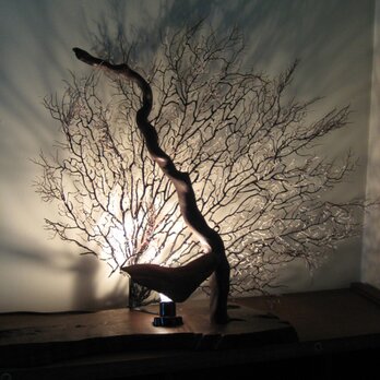 流木とウミウチワの間接照明の画像