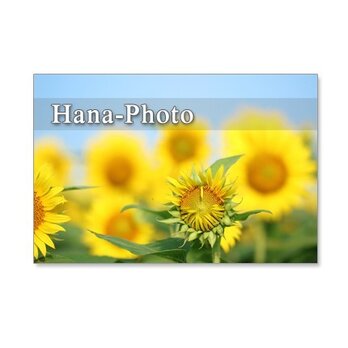 1124)　ヒマワリ　3　　　ポストカード5枚組の画像