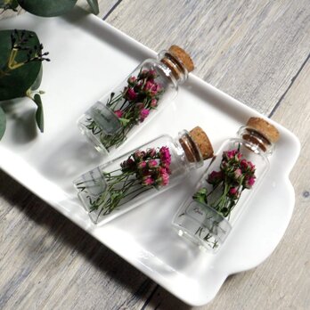 植物標本　Botanical Collection■No.R-7-A バラ リトルウッズ　2025年制作の画像