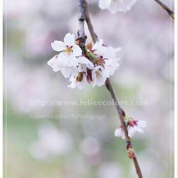 3枚セレクト・ポストカード＊【桜が咲いたら】の画像