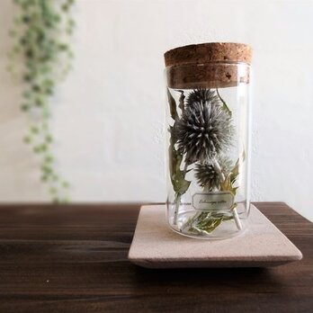 【受注生産】植物標本　Botanical Collection■Lサイズボトル■  No.L-12　ルリダマアザミ